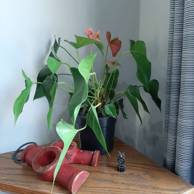 Red hanging toggle shapes
