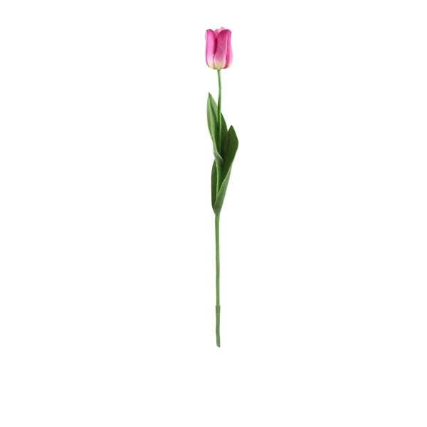 Tulip Burgundy 26.5
