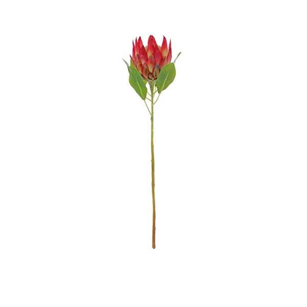 King Protea 27
