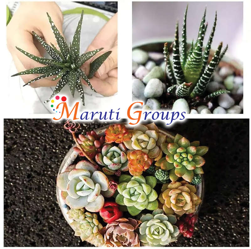 Succulent Plant  Silicone Mould