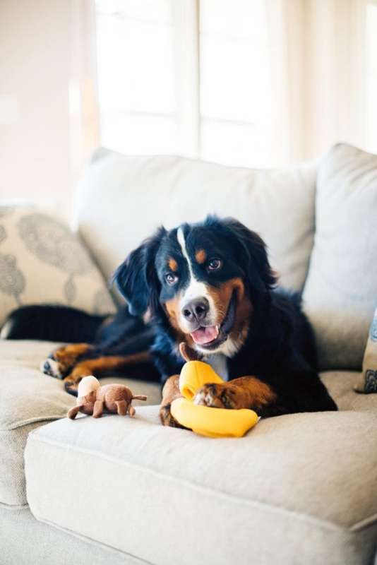 Monkey 'n Banana
