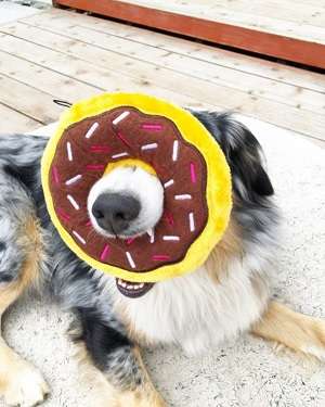 Regular Donutz - Chocolate