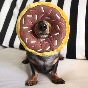 Regular Donutz - Chocolate