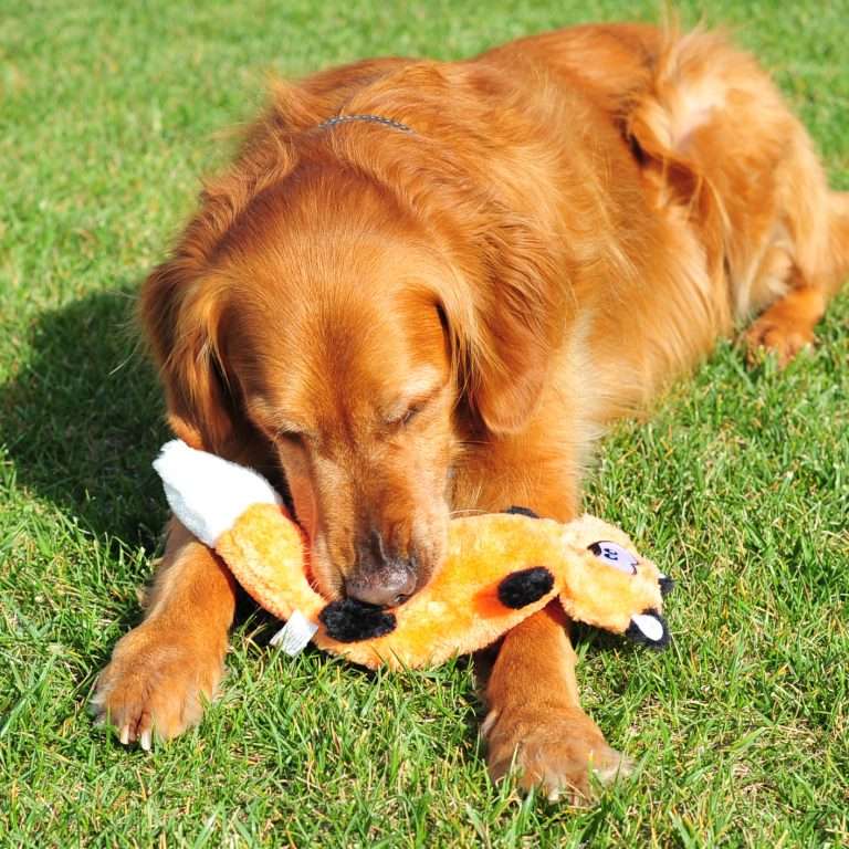 Zingy Fox