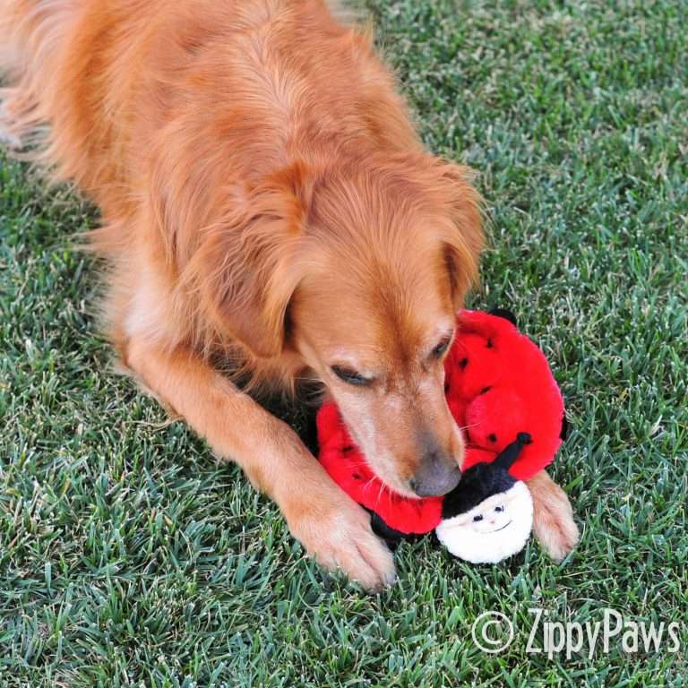 Squeakie Crawler - Betsey the Ladybug