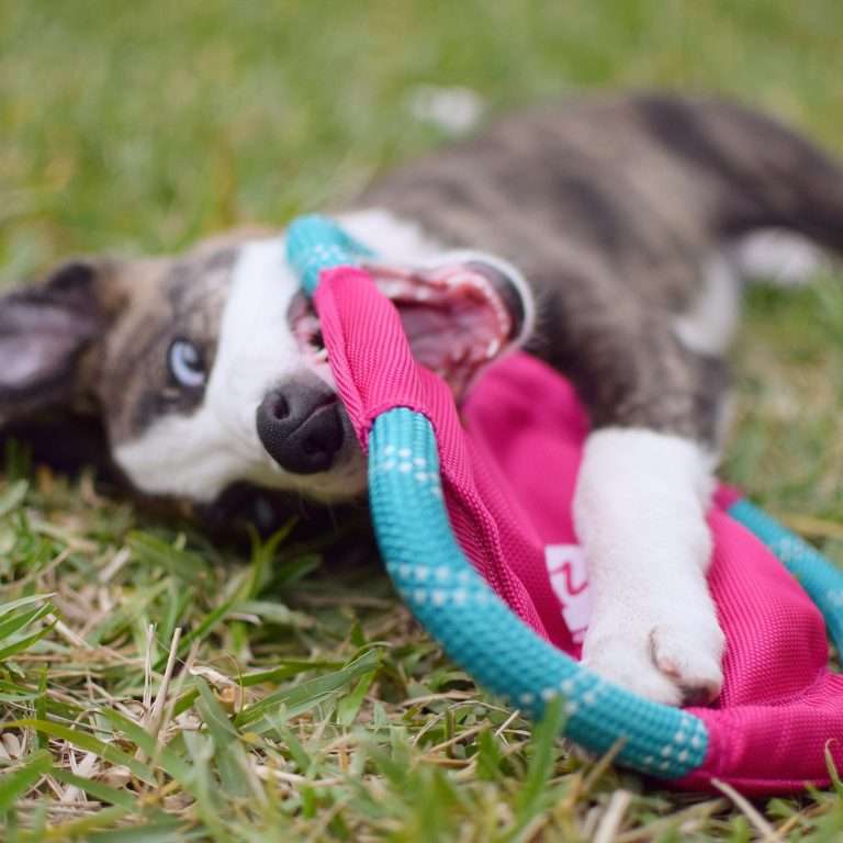 Rope Gliderz - Magenta
