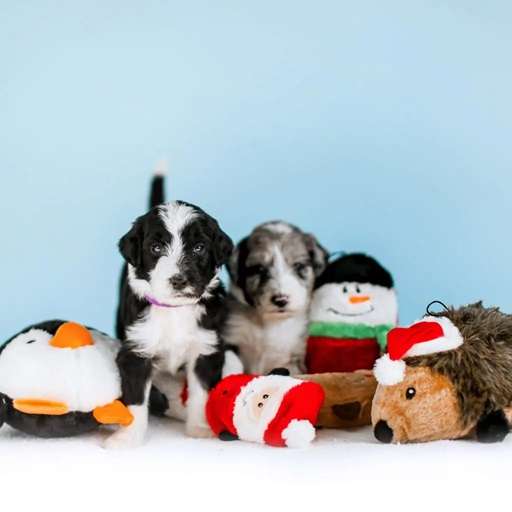 Holiday Squeakie Buddie - 3-Pack