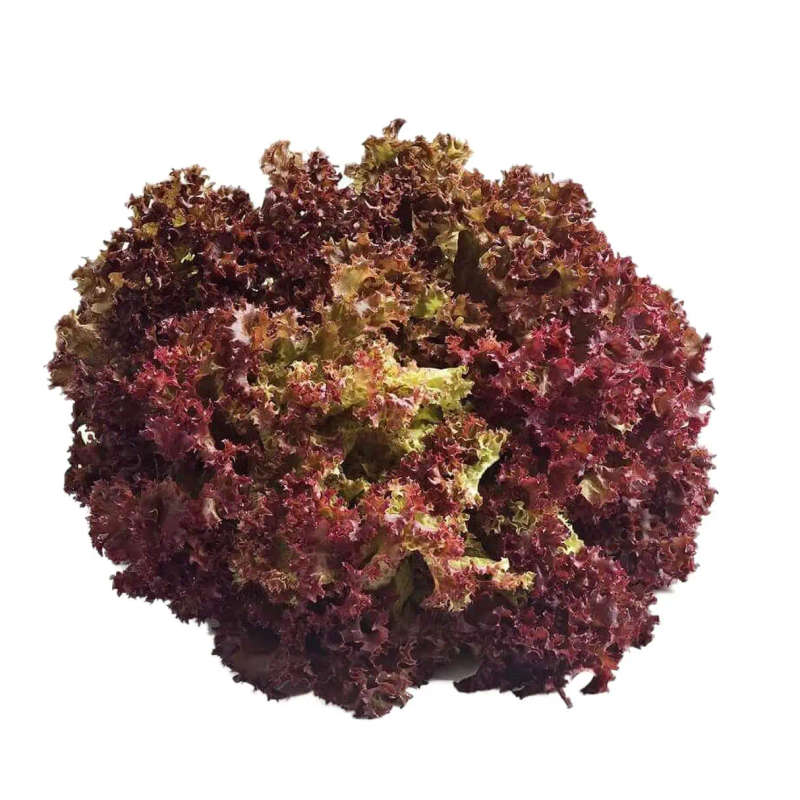 Summer Salad Mix-Plant Pod-Pack of 10