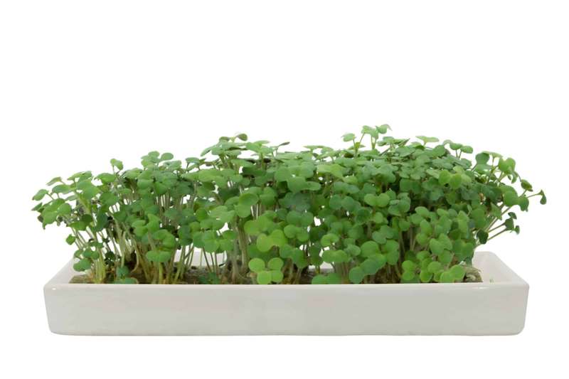 Microgreens Broccoli Refill-Pack of 5