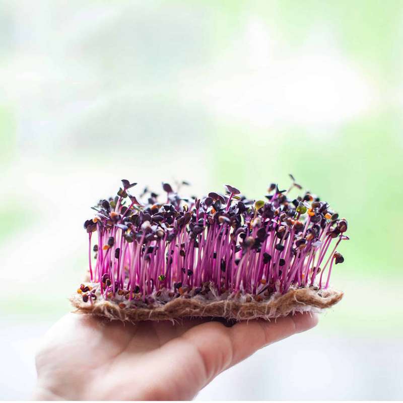 Microgreens-Starter Kit