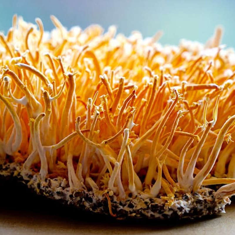 Cordyceps Militaris Culture