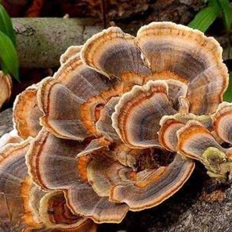 Turkey Tail Culture - 0.10kg
