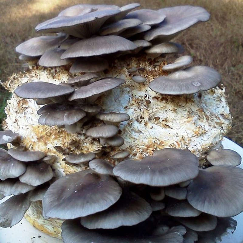 Blue Oyster Culture