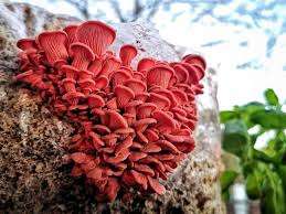 Pink Oyster Culture
