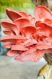 Pink Oyster Culture