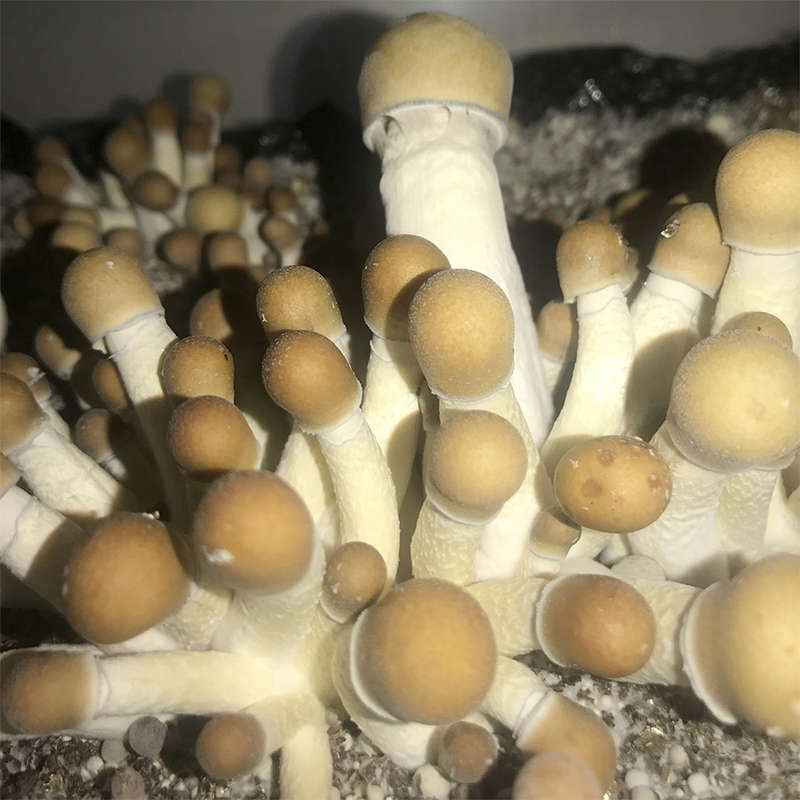 Penis Envy