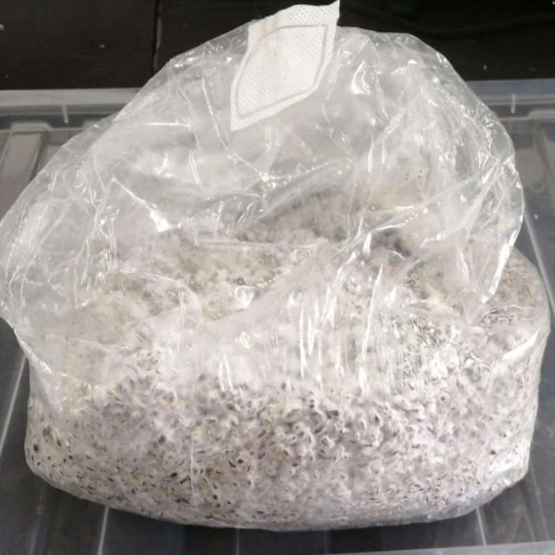 Grain Spawn - Blue Oyster 0.10kg