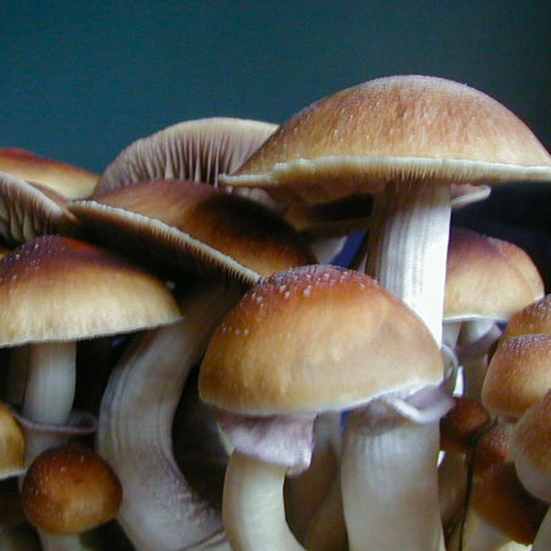 Z-Strain