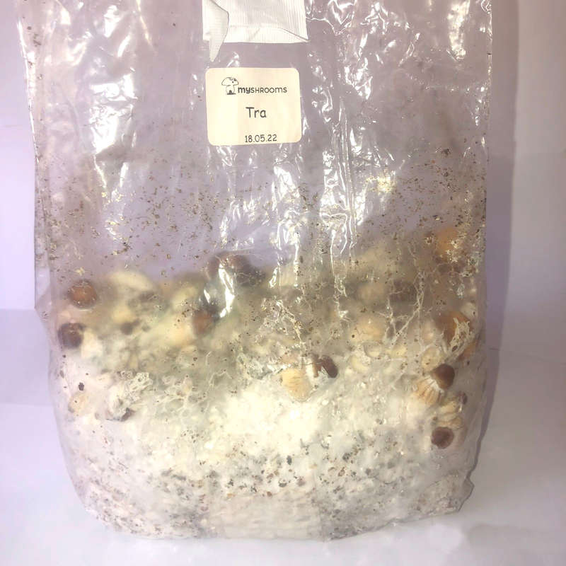Grow In A Bag Kit