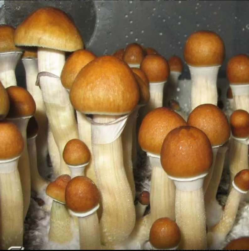 Inca Stargazer
