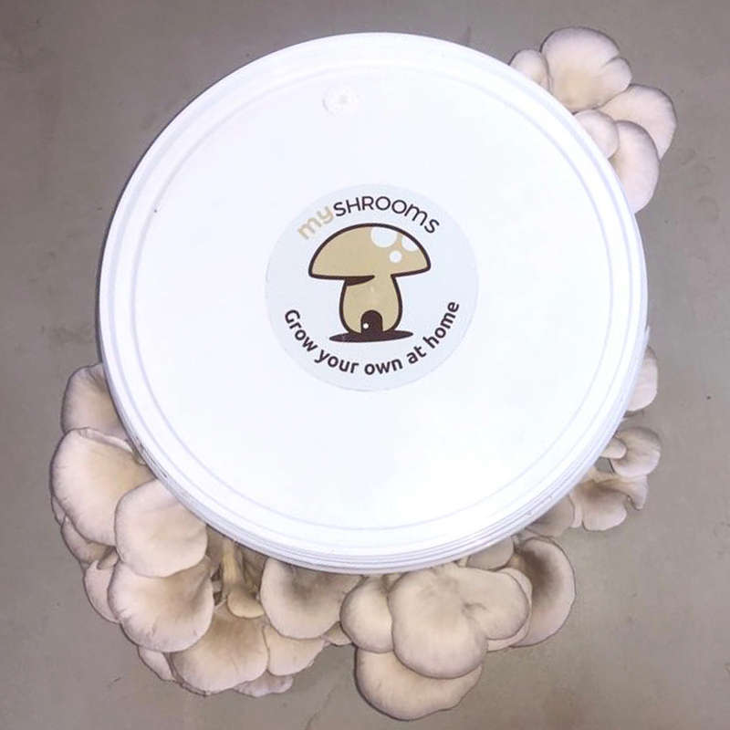 MyShrooms License Disc Stickers