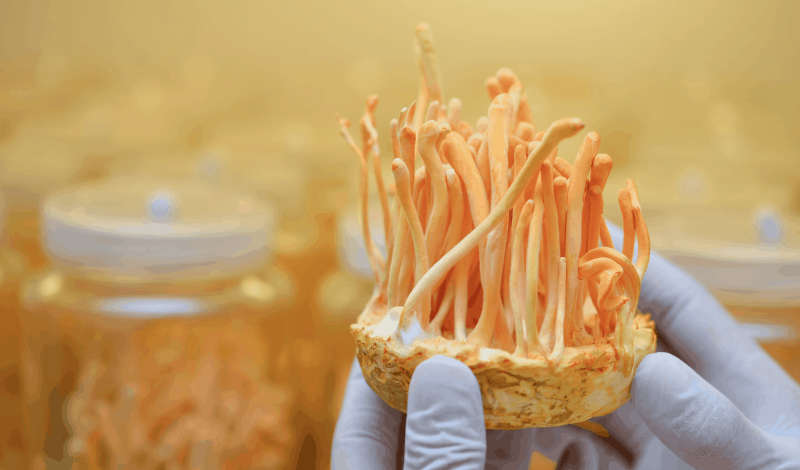 Dried Cordyceps Fruit