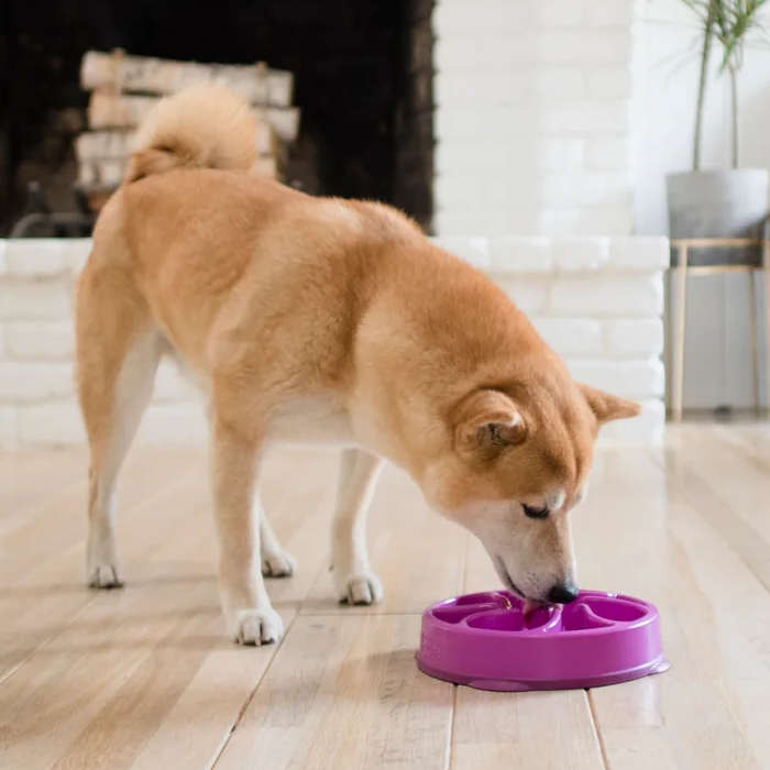Outward Hound Fun Feeder Purple Large