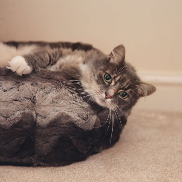 Grey and Cream Snuggle Plush Round Small