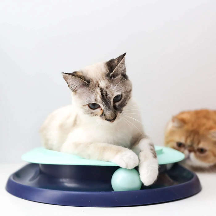 Lay 'n Play Cat Track