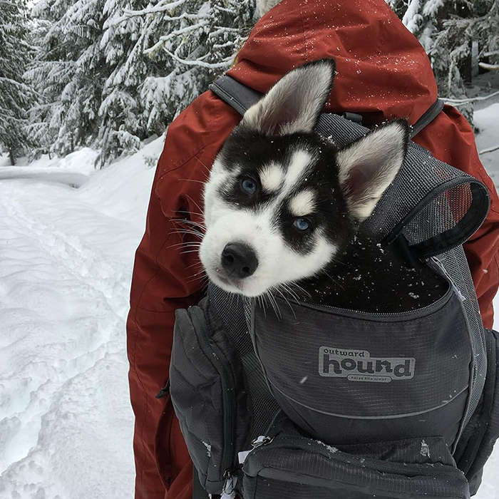 Outward Hound PoochPouch Backpack Grey