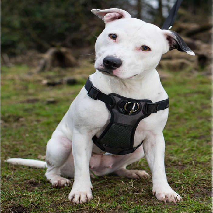 Coastal Front-Connect Padded Harness Medium