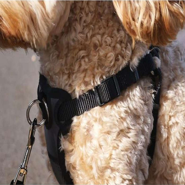 Coastal Front-Connect Padded Harness Large