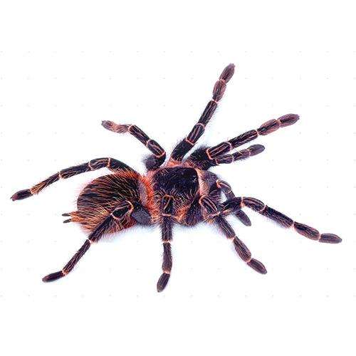 Salmon Pink Bird Eater Spider