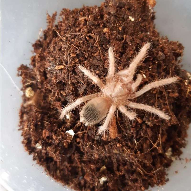 Salmon Pink Bird Eater Spider