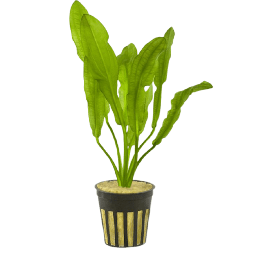 Echindorus martii hybrid