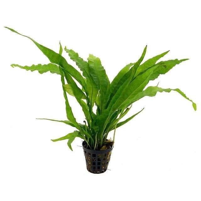 Microsorium pteroptus - java Fern