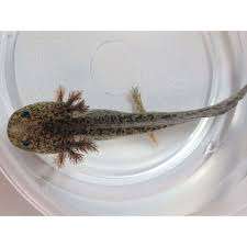 Axolotl - Normal