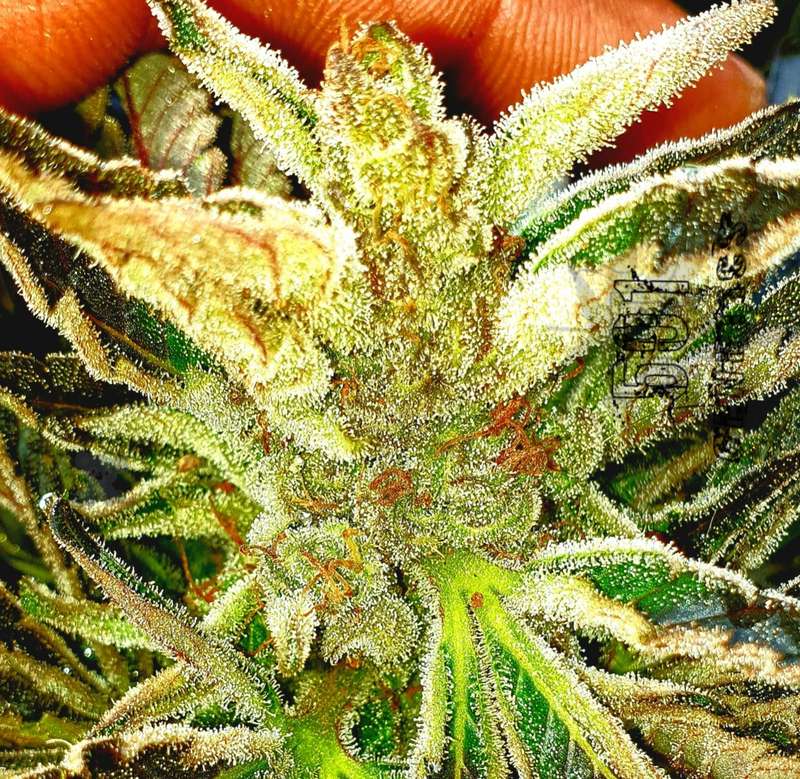501 Genetics - BP1_Limited (Photo Fem)