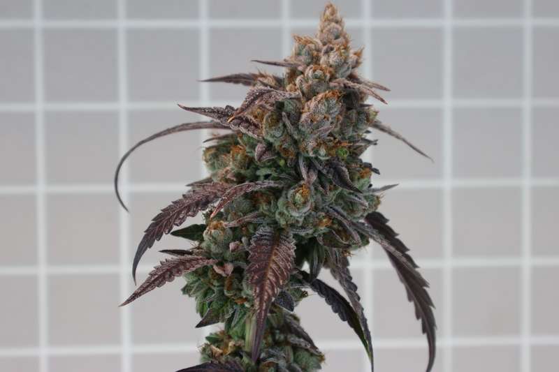 Robin Hood Seeds - Mangonada Rosa Clone
