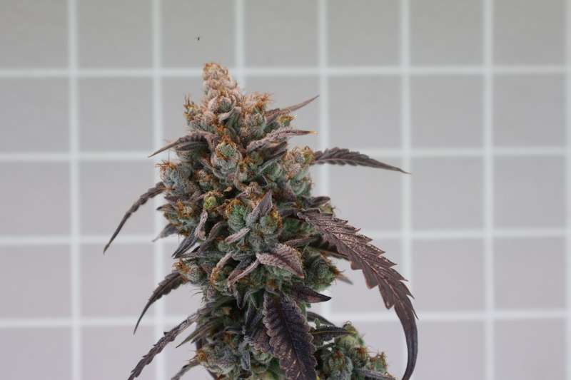 Robin Hood Seeds - Mangonada Rosa Clone