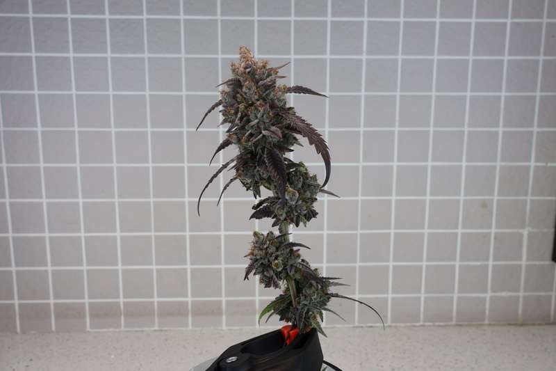Robin Hood Seeds - Mangonada Rosa Clone