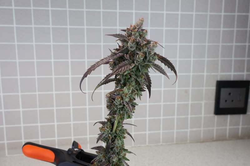 Robin Hood Seeds - Mangonada Rosa Clone