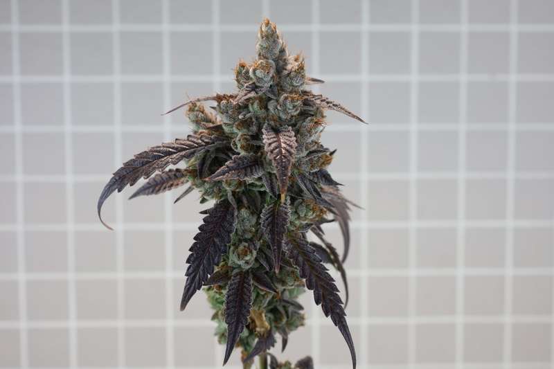 Robin Hood Seeds - Mangonada Rosa Clone