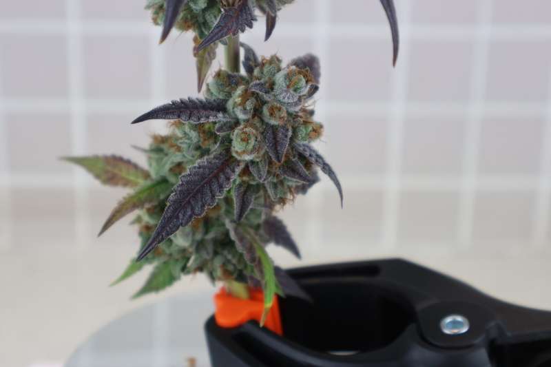 Robin Hood Seeds - Mangonada Rosa Clone