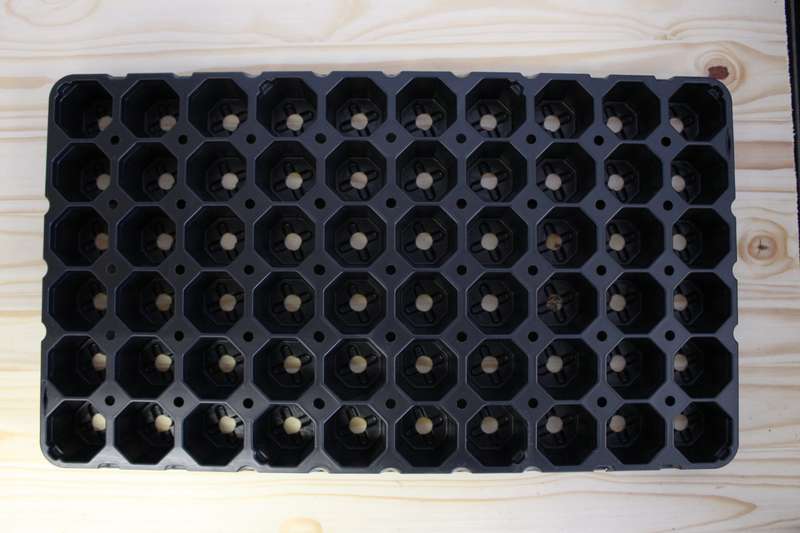Jiffy Tray (60 or 126 Cavities)