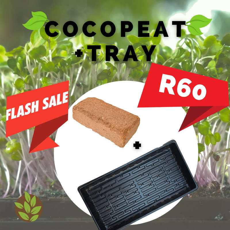 COMBO SALE - 650g cocopeat + microgreen tray