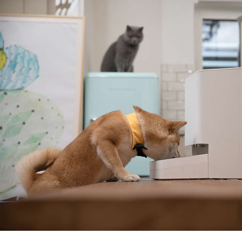 Xiaomi Smart Pet Food Feeder - White