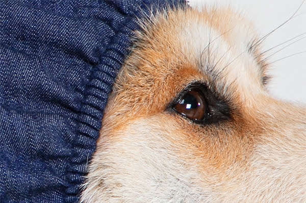 MPS - Veterinary Range Head DOG
