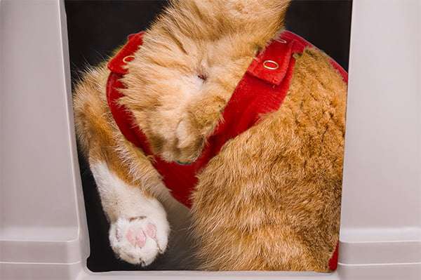 MPS - Veterinary Range Shirt CAT