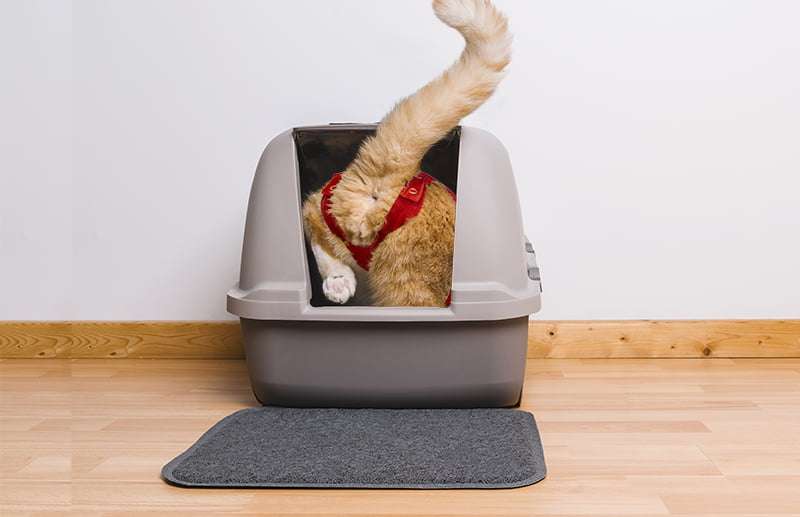 MPS - Veterinary Range Shirt CAT